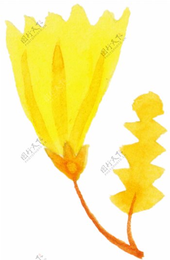 金黄喇叭形花朵图片素材