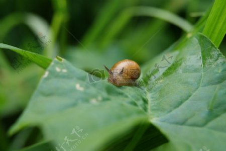 叶蜗牛蛞蝓