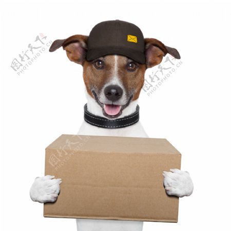 抱箱子的小狗图片