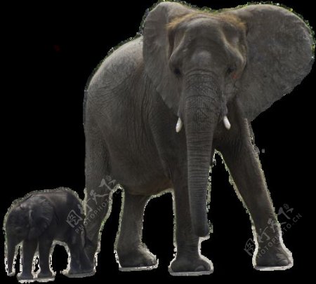 大象和小象免抠png透明图层素材