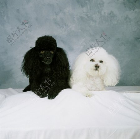 黑色和白色小狗图片