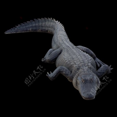 黑色鳄鱼图片免抠png透明图层素材