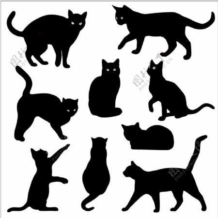 各种姿态猫剪影矢量素材