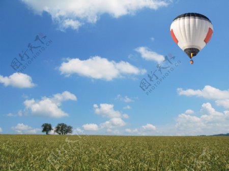 麦田上空的热气球图片