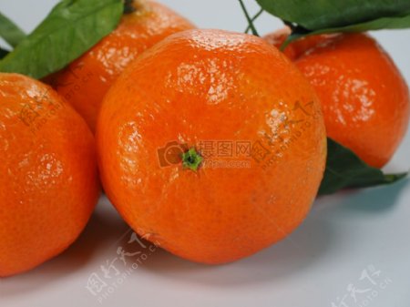 成熟的鲜红橙