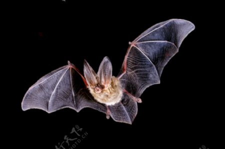 天空飞翔的蝙蝠图片免抠png透明图层素材
