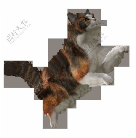 跳跃的小猫图片免抠png透明图层素材