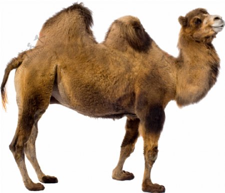 侧面双峰骆驼图片免抠png透明图层素材