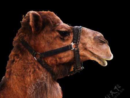 骆驼头部图片免抠png透明图层素材