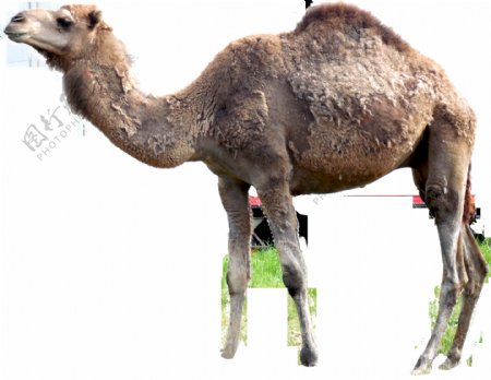 高瘦的骆驼图片免抠png透明图层素材