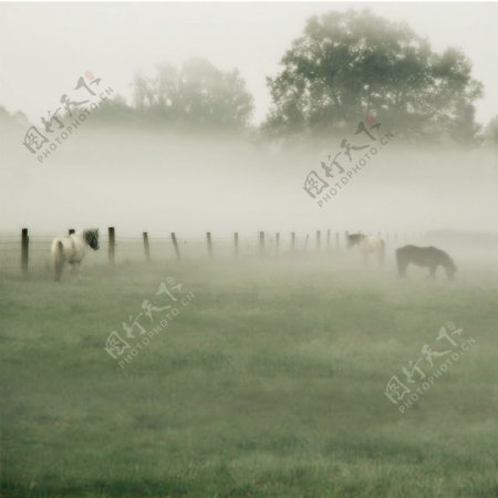 雾气中的马匹大树影楼摄影背景图片