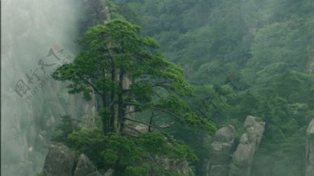 清晨高山烟雾浓浓孤立树木生长倔强精神自然景色高清视频实拍