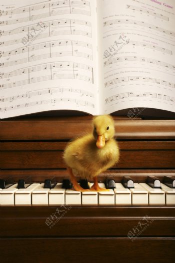 站在钢琴上的小鸭子图片
