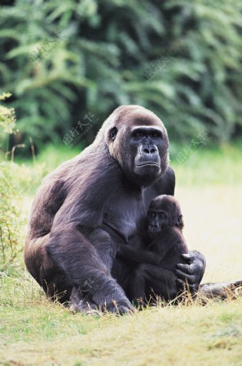 母猩猩和小猩猩图片