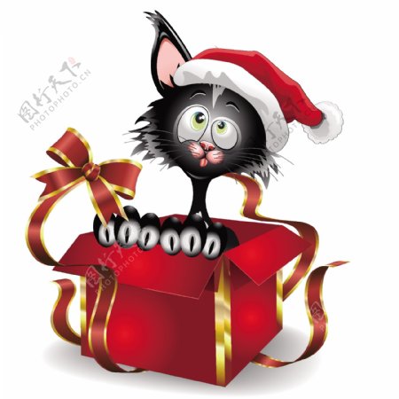 戴着圣诞帽坐在礼物盒里的小猫
