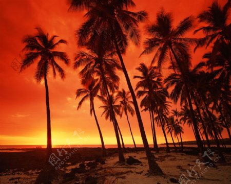 傍晚的椰树林高清风景图片图片