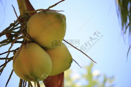 成熟的椰子果实