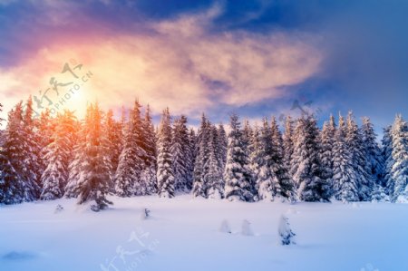 日落雪松风景图片