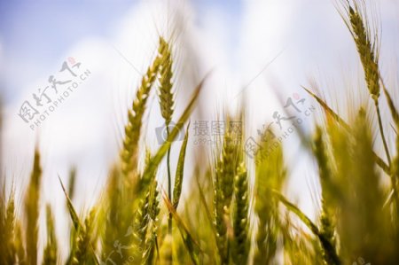 性质场农业谷物粮食麦田农业小麦大麦