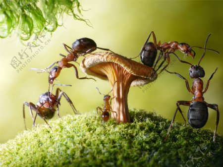 草地上的蚂蚁图片