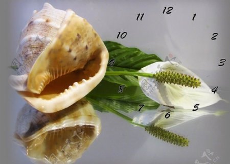 海螺花束时钟装饰画
