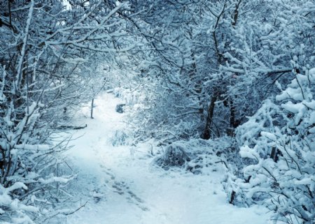 冬天树林风景图片