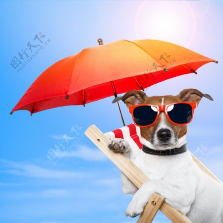 日光浴的狗图片