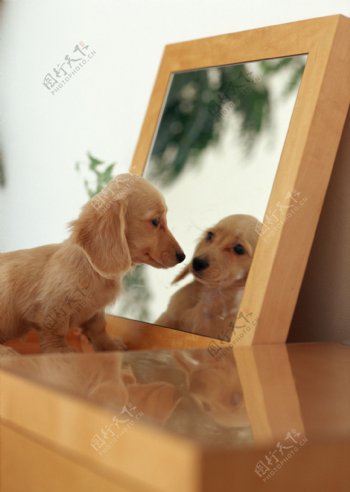 照镜子的狗狗图片
