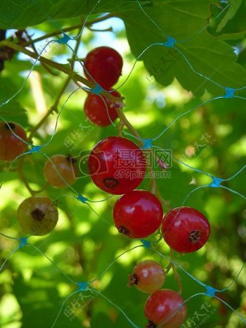 berriesredcurrant.jpg