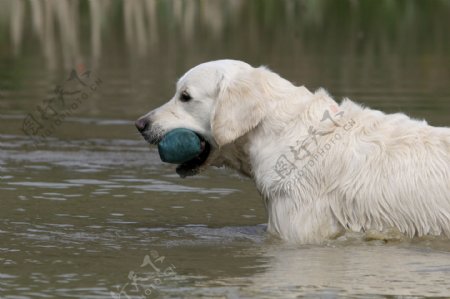 游泳的白狗图片