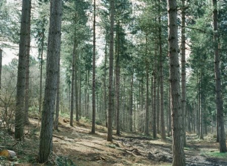 木材风景自然森林树木针叶树松树