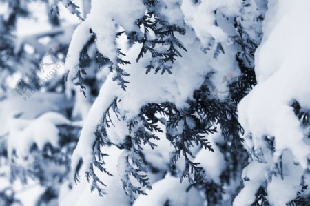 树枝上的积雪图片