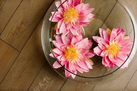 玻璃缸里的粉色花朵图片图片