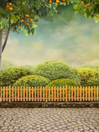 橘子树与栅栏图片