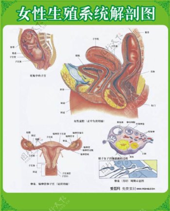 男女性生殖器官解剖图