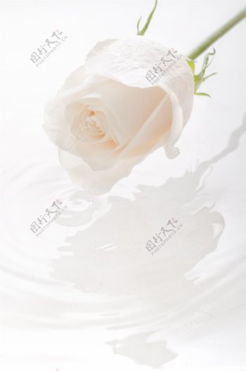 玫瑰花与水图片