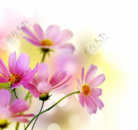 美丽鲜花背景图片