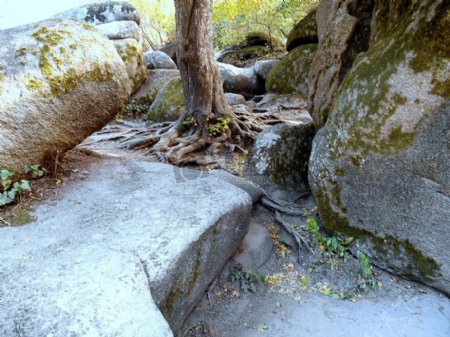 自然石头公园树木石头根花葶