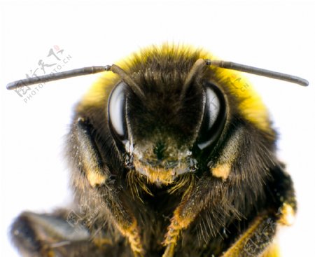 蜜蜂眼睛摄影图片