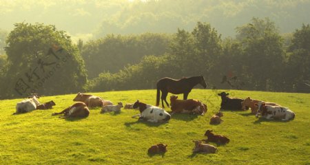 草地上的牛和马图片