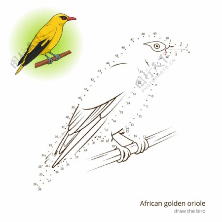 非洲金莺插画