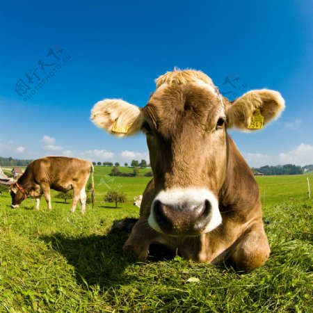 草原上的小牛图片