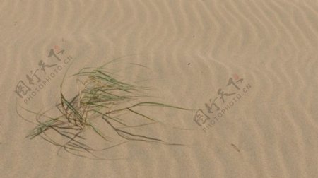 沙滩上的枯草视频