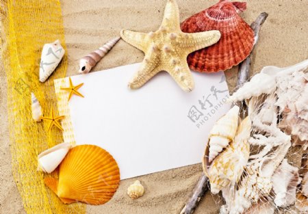沙滩上的彩色贝壳图片