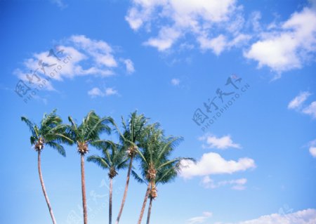 蓝天下椰树图片