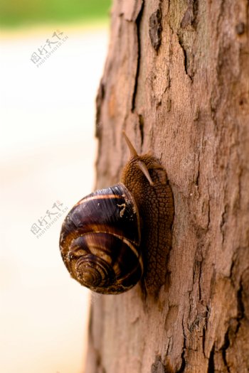 树上的蜗牛图片