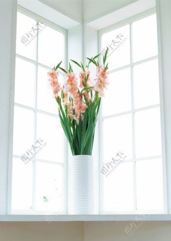 窗台上的花朵图片