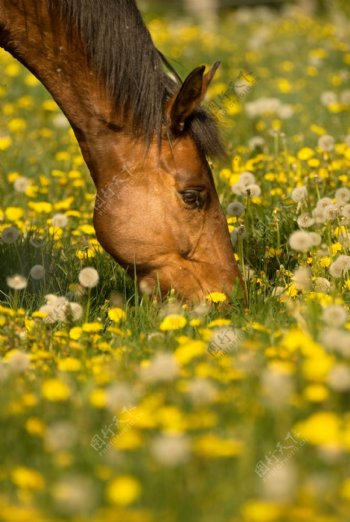 马匹与野花图片
