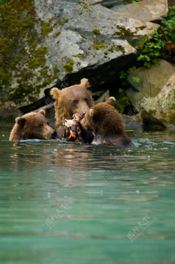 水里抓食的熊图片
