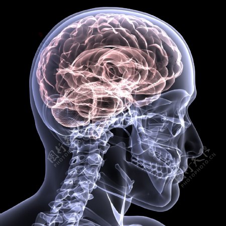 脊椎与大脑图片
